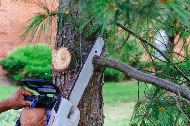 Best Emergency Storm Tree Removal  in Neah Bay, WA